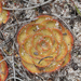 Painted Sundew - Photo (c) Felix Nicholls, some rights reserved (CC BY-NC), uploaded by Felix Nicholls