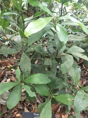 Artocarpus hypargyreus