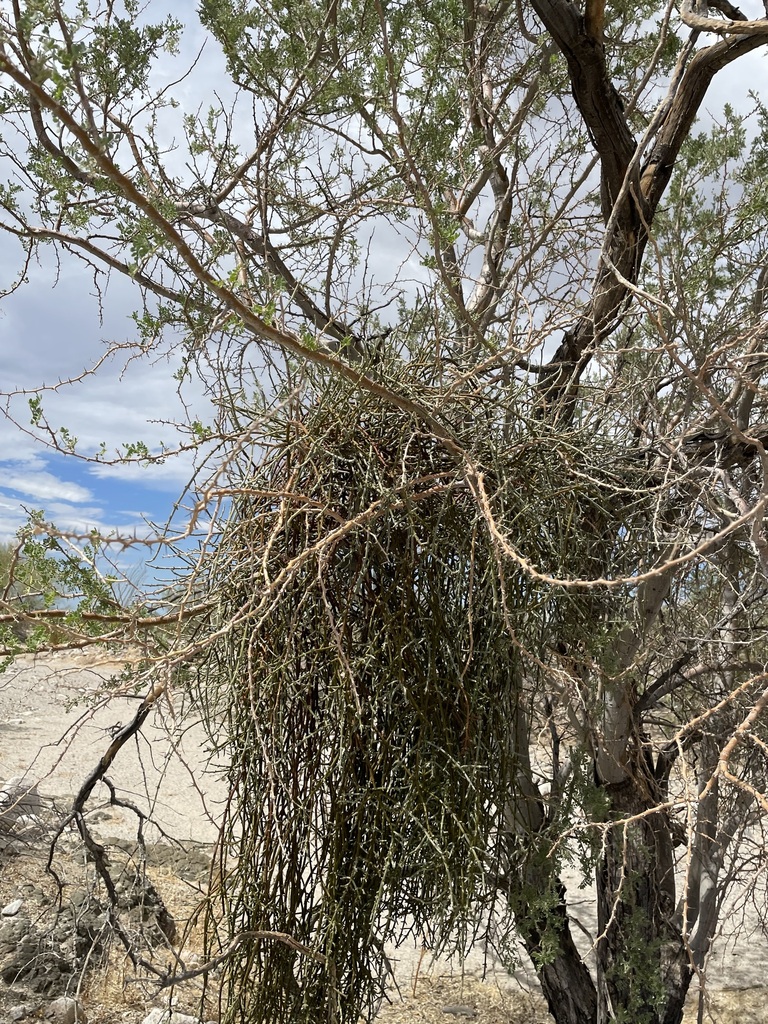 Mesquite Mistletoe from San Felipe, B.C., México on August 12, 2023 at