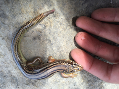 Plestiodon obsoletus