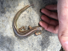 Plestiodon obsoletus