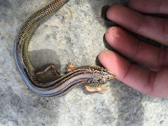 Plestiodon obsoletus