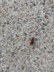 Pseudomethoca anthracina