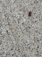 Pseudomethoca anthracina