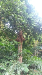 Sterculia parviflora