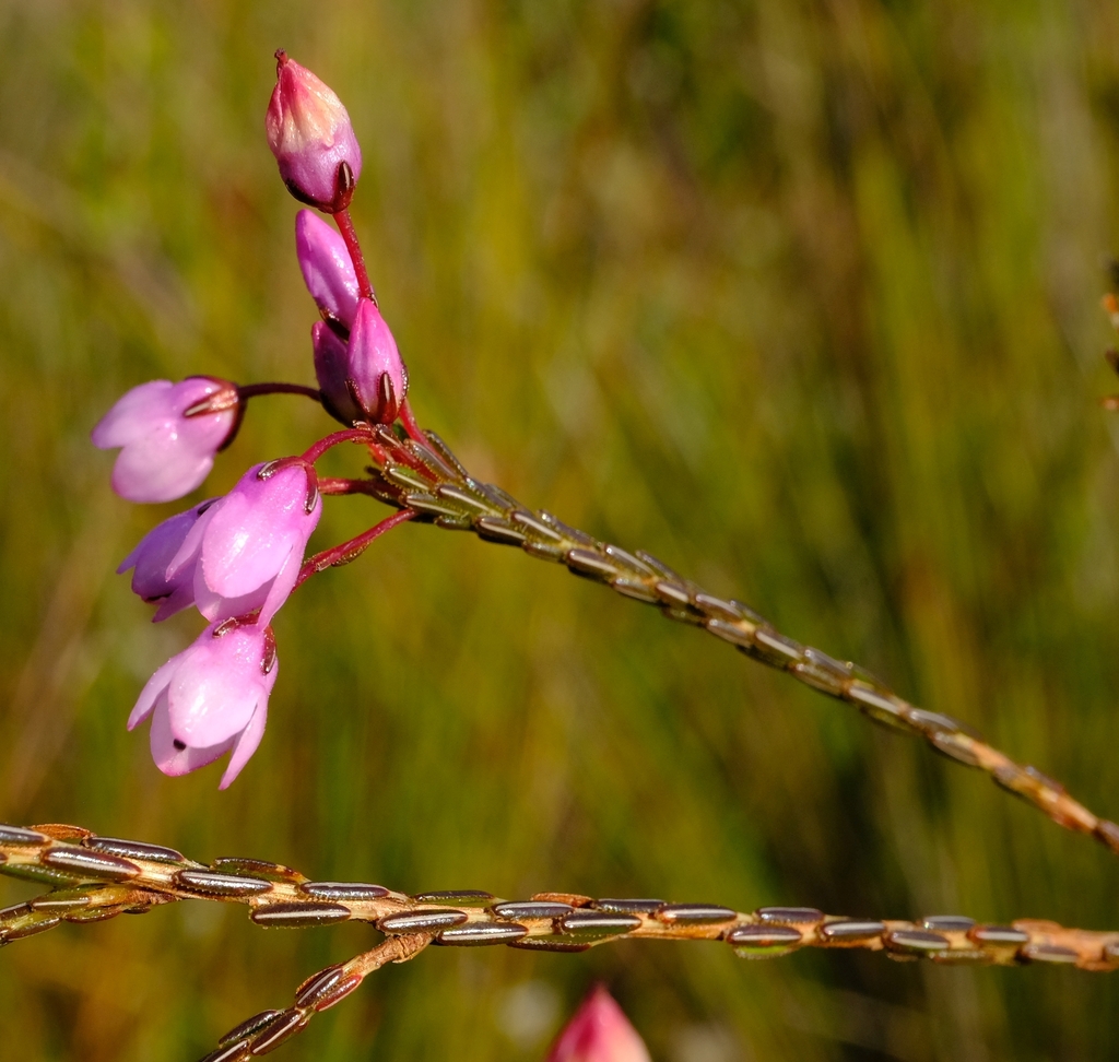 Erica macroloma