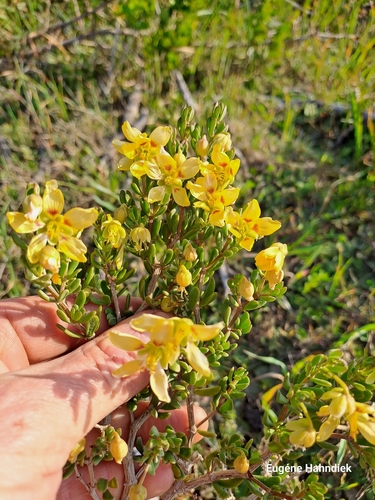 Image of Roepera flexuosa by (c) Eugene Hahndiek, some rights reserved (CC BY-SA)