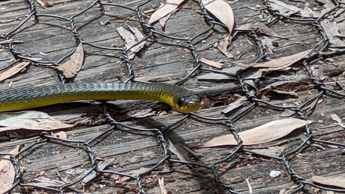 Common Tree Snake sighting