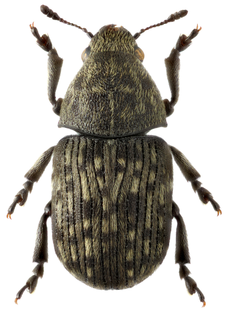 Anthribus nebulosus