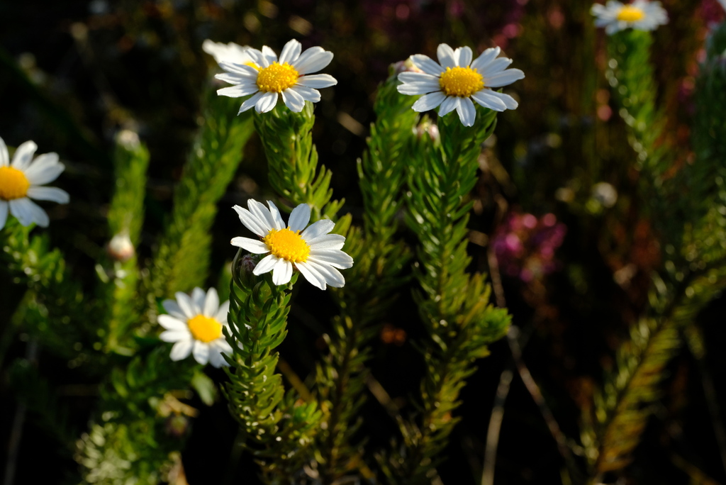 Thaminophyllum multiflorum