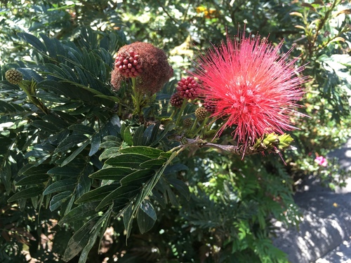 Calliandra image