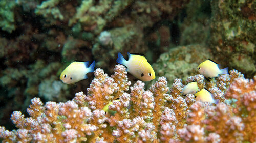 Marginate dascyllus (Dascyllus marginatus) — Pomacentridae — 4