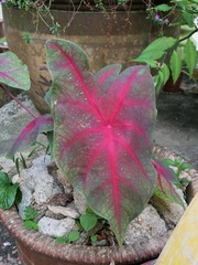 Caladium bicolor