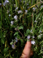 Phacelia breweri