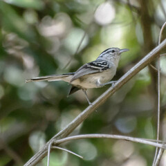 Black-Capped Antwren photo 2