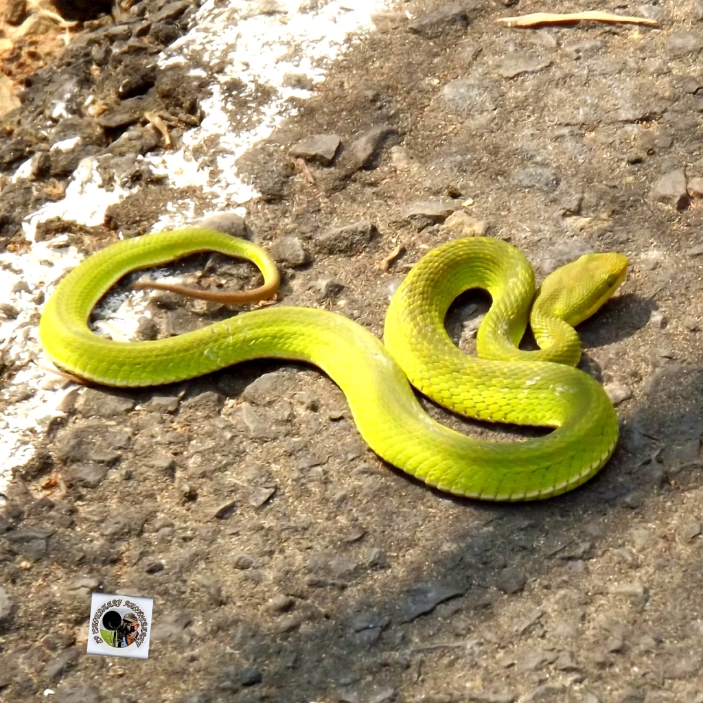 Salazar's Pit Viper from Dimapur Airport on May 9, 2012 at 07:58 AM by ...