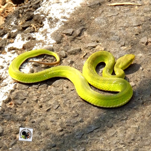 Photo of a Salazar's Pit Viper (Trimeresurus salazar)