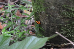 Scaphidomorphus bosci