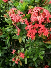 Ixora
