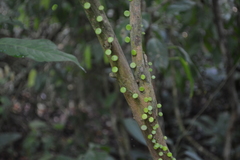 Peperomia rotundifolia