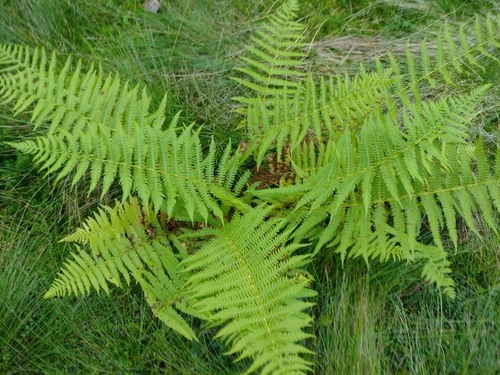 peračinovec horský (Oreopteris limbosperma)