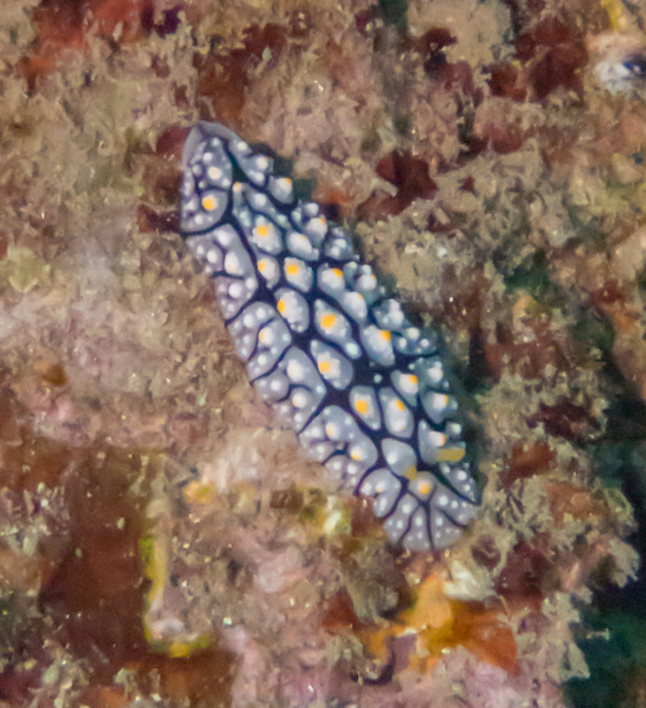 Elegant Phyllidia