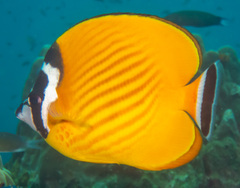 Butterflyfish photo 4