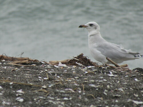 Gaviota cabecinegra (Larus melanocephalus)