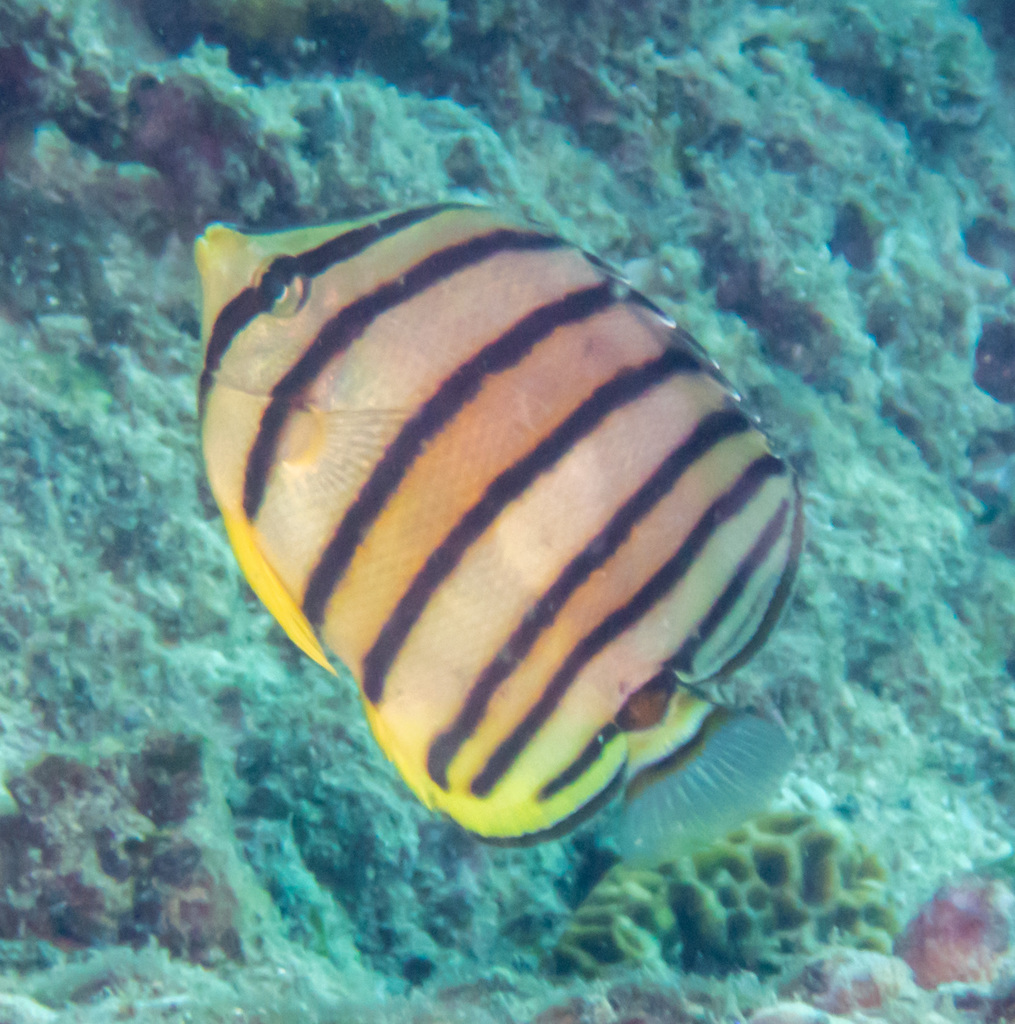 Eightband butterflyfish
