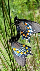 Battus philenor hirsuta