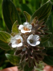 Phacelia phacelioides