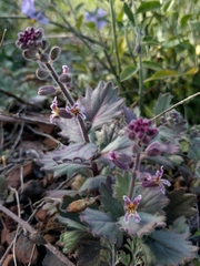 Streptanthus hispidus