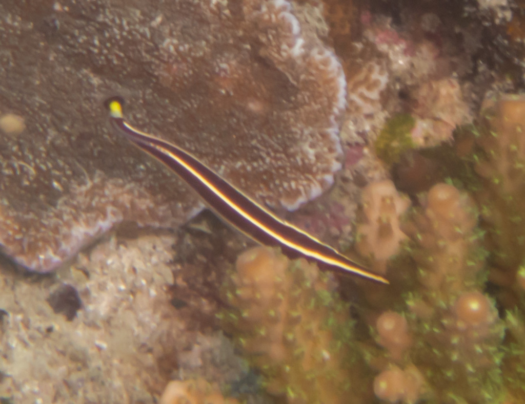 Long-snout Clingfish