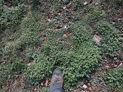 Phacelia phacelioides