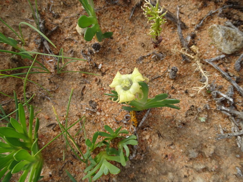 Image of Ferraria brevifolia by (c) Shaun Swanepoel, some rights reserved (CC BY)
