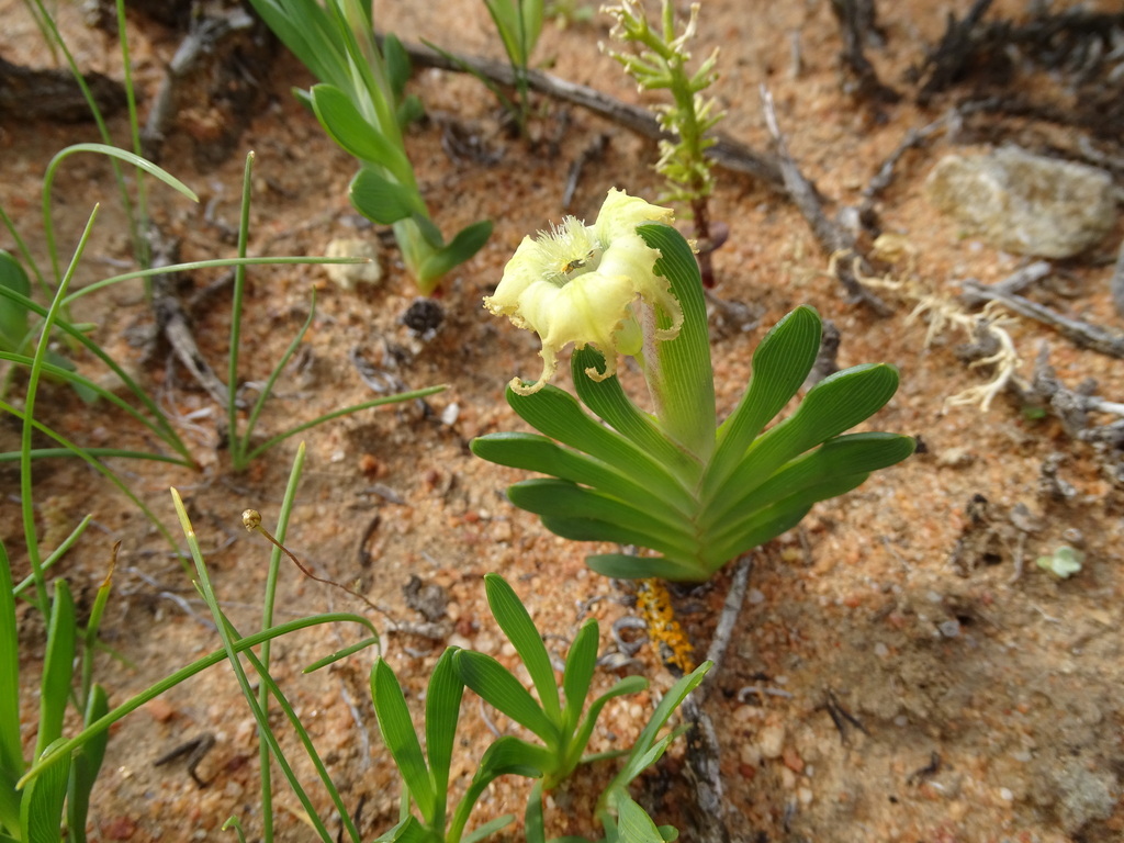 Ferraria brevifolia, West Coast, Western Cape, South Africa