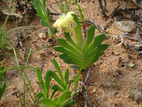 Image of Ferraria brevifolia by (c) Shaun Swanepoel, some rights reserved (CC BY)