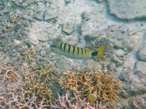 Black-banded seaperch (Lutjanus semicinctus) — Lutjanidae