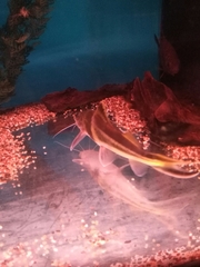Pimelodus ornatus