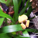 Maxillaria egertonianum - Photo (c) Airborne Pilot, algunos derechos reservados (CC BY-SA)