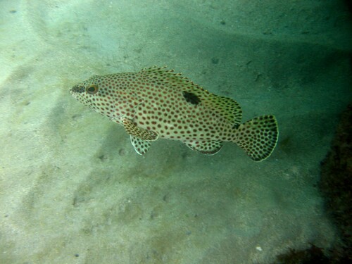 Butterfish (Epinephelus adscensionis) — Serranidae