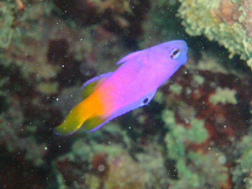 Brazilian basslet (Gramma brasiliensis) — Grammatidae