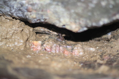 Mannophryne trinitatis