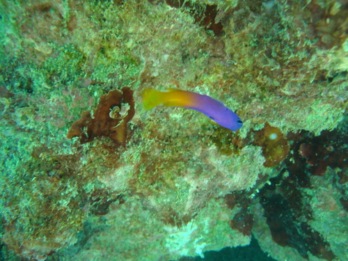 Brazilian basslet (Gramma brasiliensis) — Grammatidae — 5