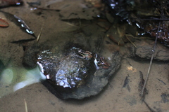 Mannophryne trinitatis