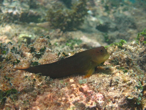 Trindade redlip blenny (Ophioblennius trinitatis) — Blenniidae