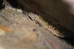 Mannophryne trinitatis