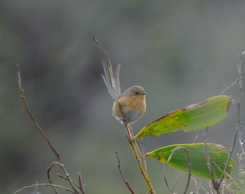 Southern Emuwren (Stipiturus malachurus)