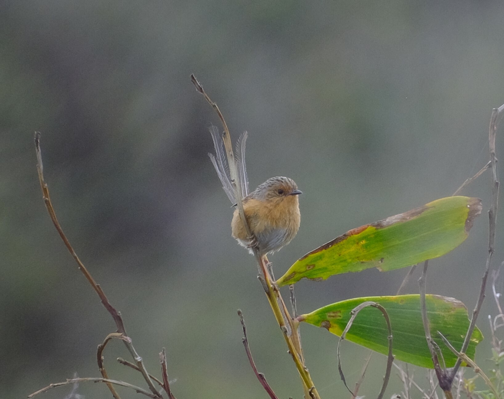 Southern Emuwren illustration