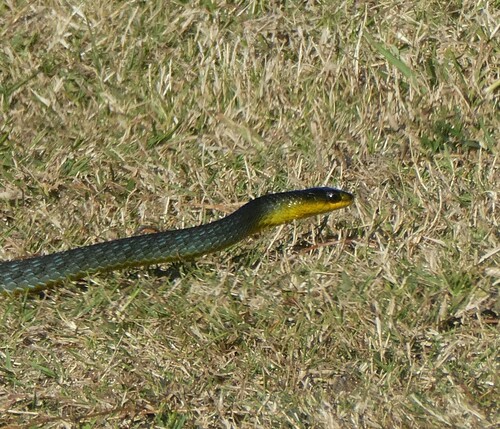 Common Tree Snake sighting